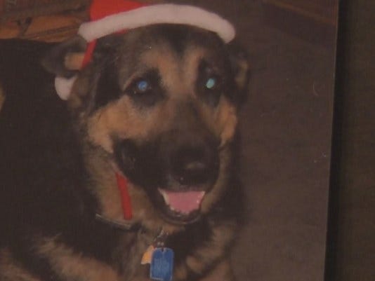 aggressive neighbor dog